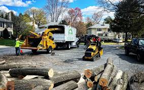 Best Root Management and Removal  in Glendive, MT