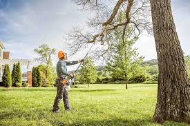 Best Arborist Consultation Services  in Glendive, MT