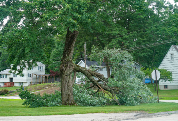 Best Tree Risk Assessment  in Glendive, MT