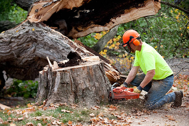 Best Stump Grinding and Removal  in Glendive, MT