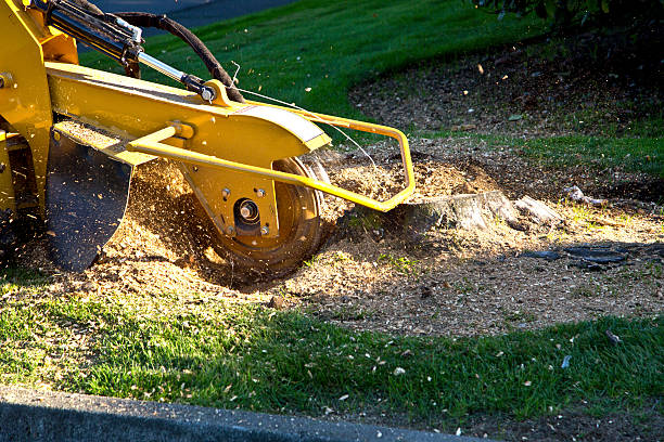 Best Tree Trimming and Pruning  in Glendive, MT