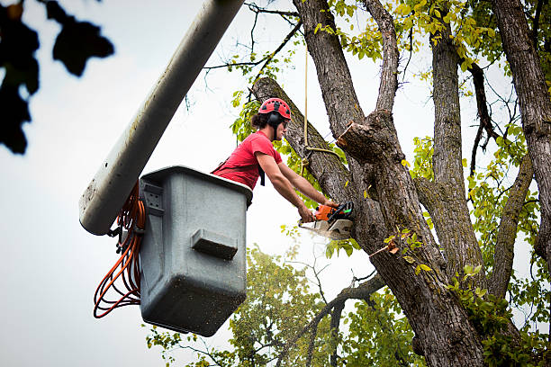 Best Tree Mulching Services  in Glendive, MT